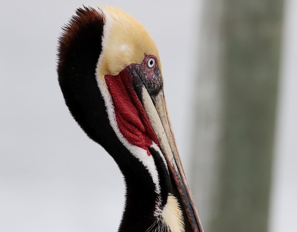 Brown Pelican - ML616342230