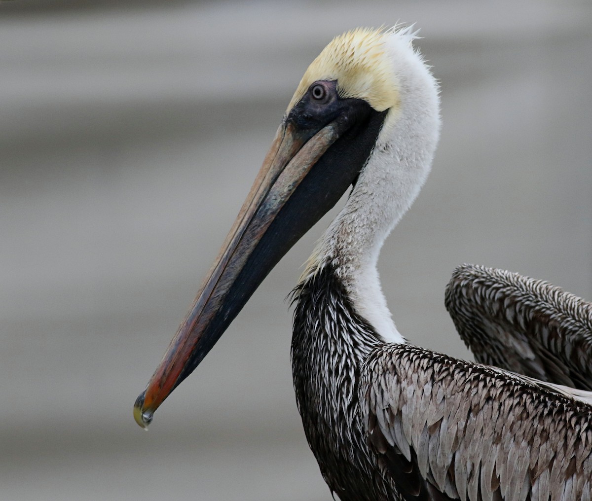 pelikán hnědý - ML616342232