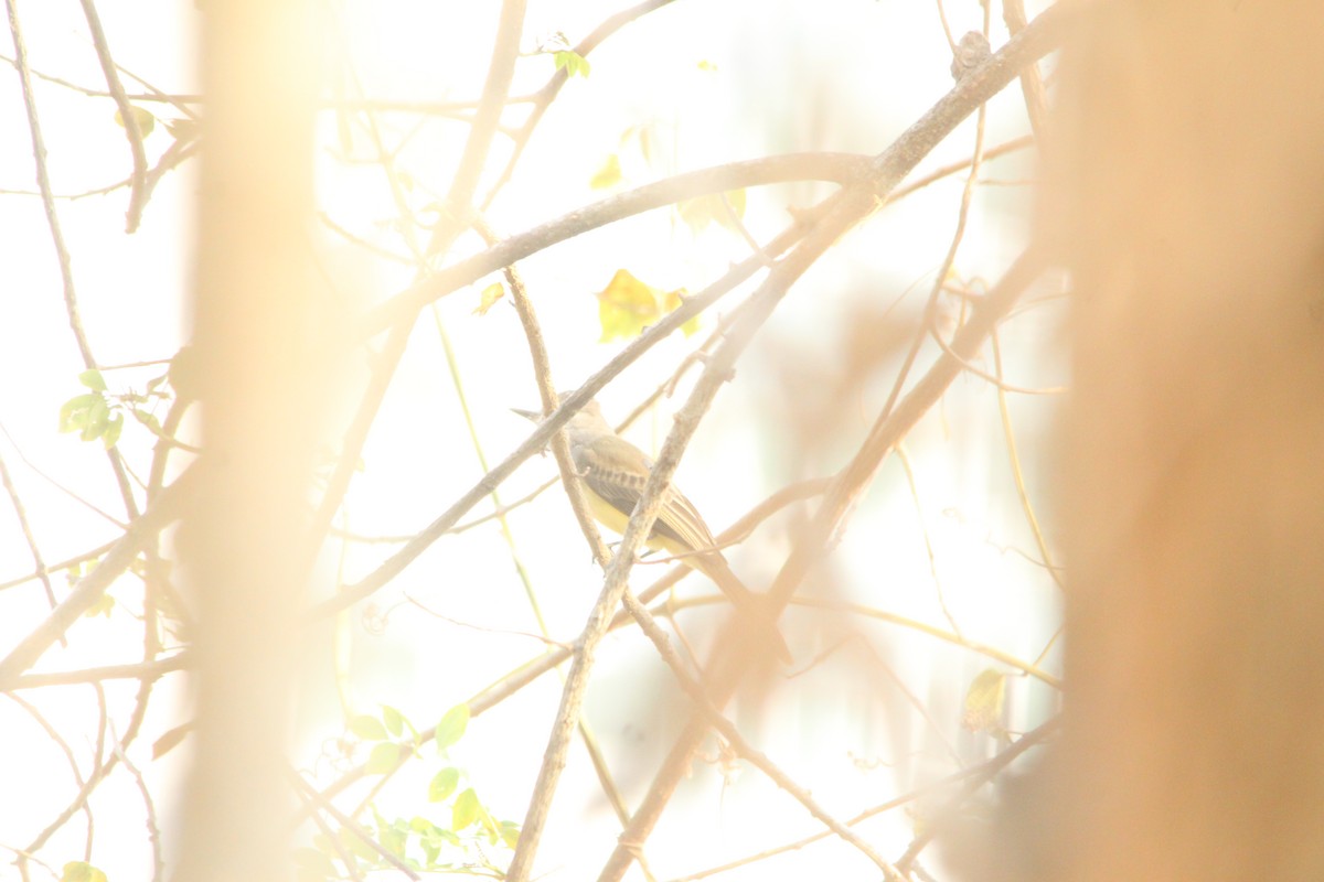 Panama Flycatcher - Paul 🐈🔭🦜 Rodríguez @elpuma