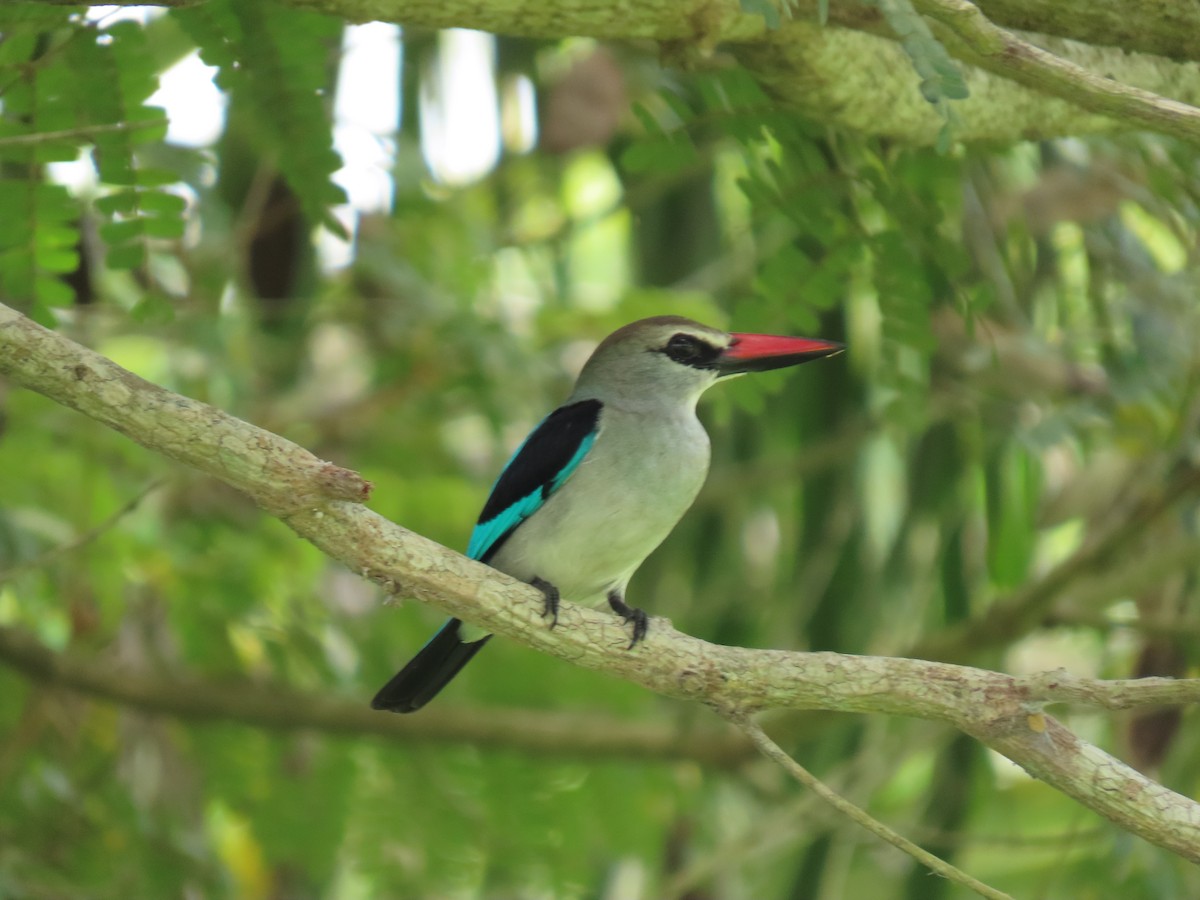 Woodland Kingfisher - Andrew Rivinus