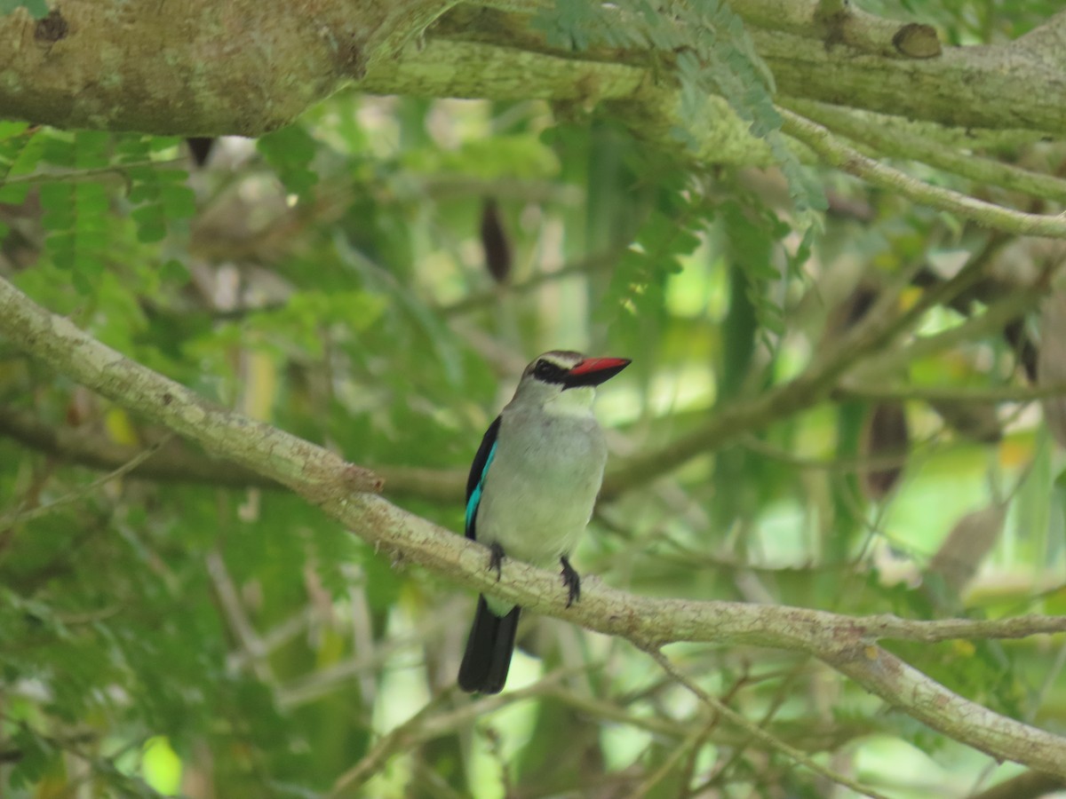 Woodland Kingfisher - ML616342355