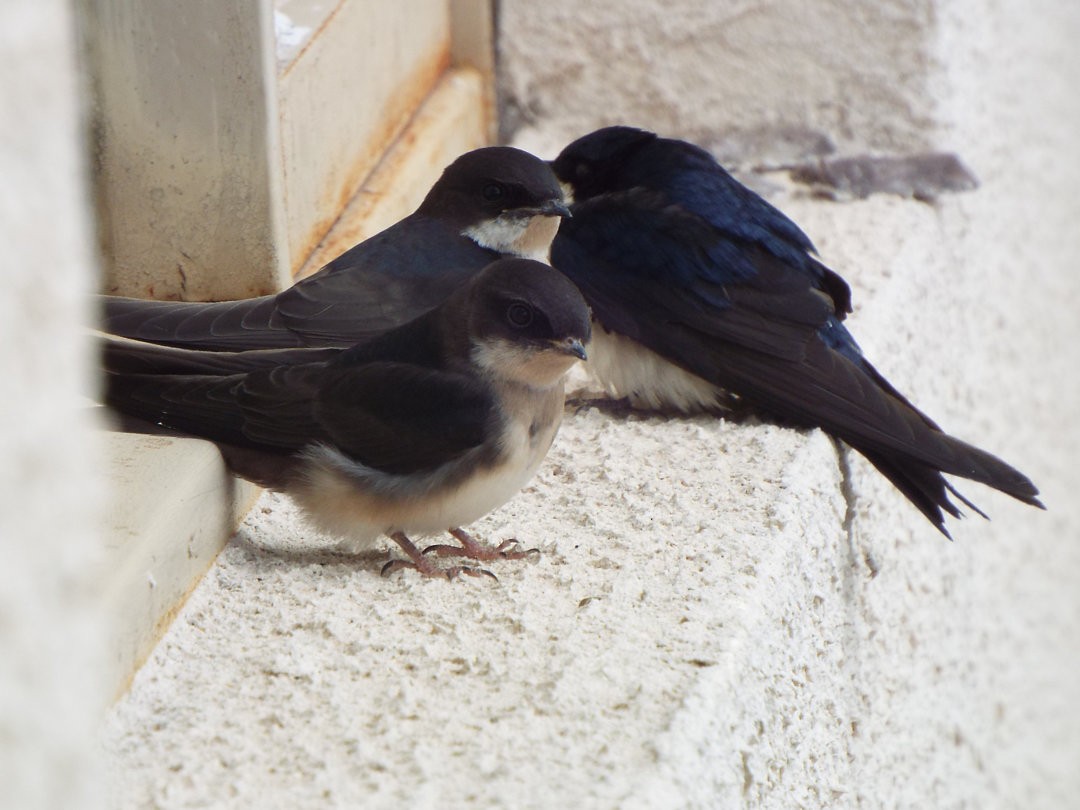 Blue-and-white Swallow - ML616342418