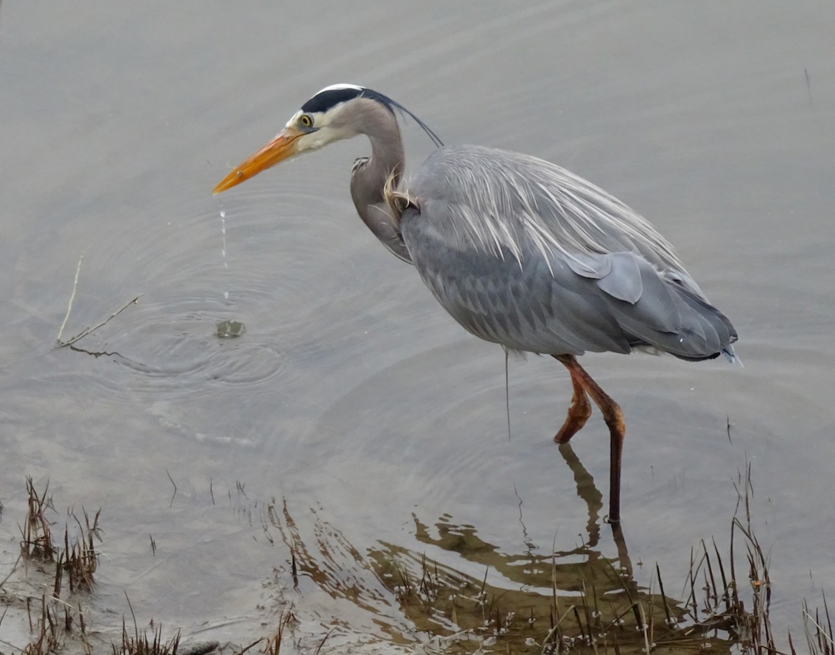 Great Blue Heron - ML616342433