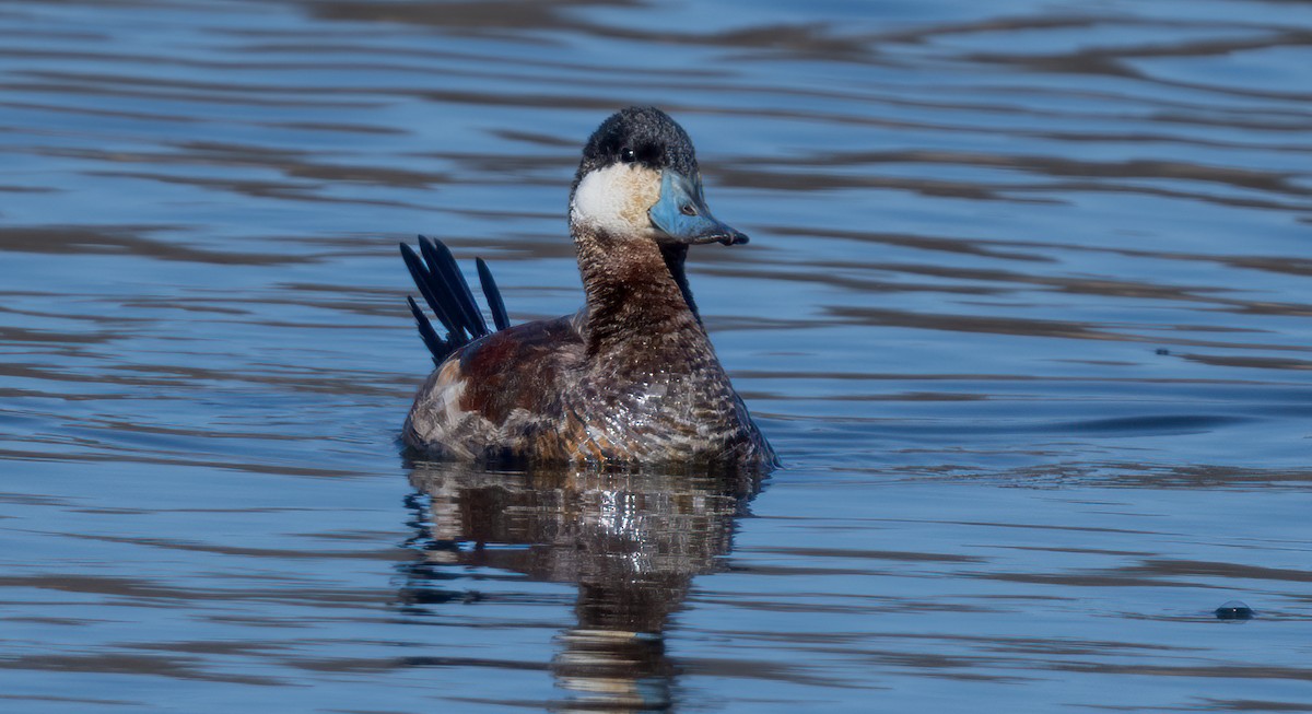 Ruddy Duck - ML616342443