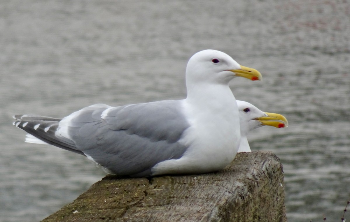 Goéland à ailes grises - ML616342463