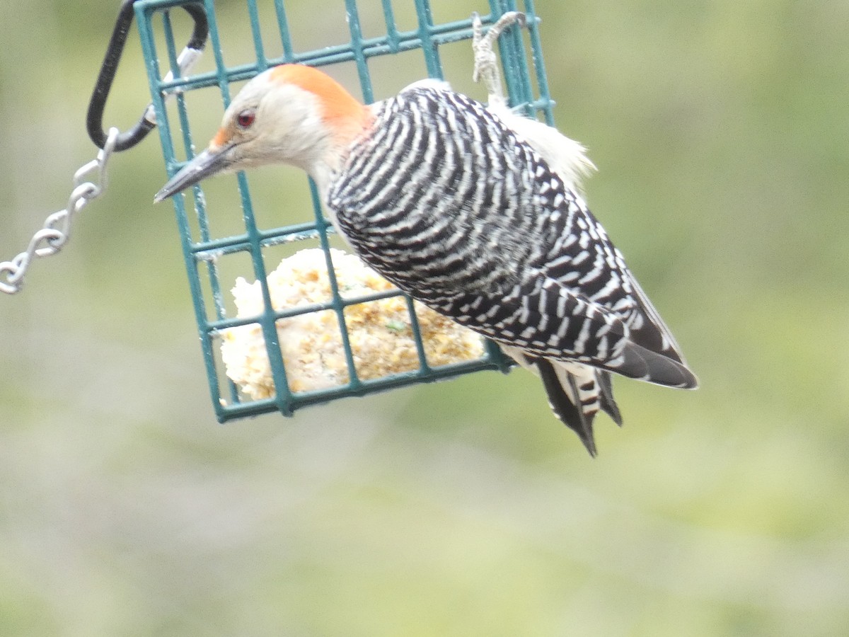 Red-bellied Woodpecker - ML616342471
