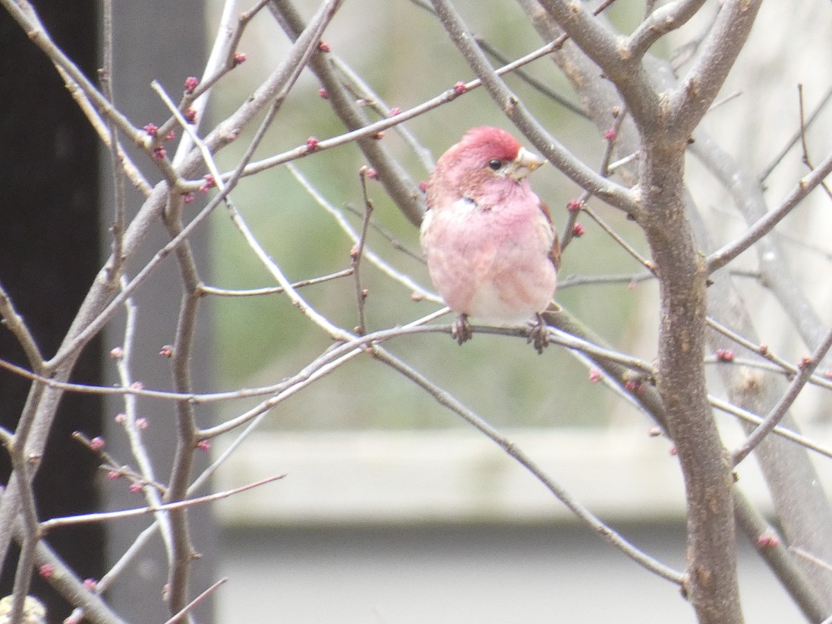 Purple Finch - ML616342532