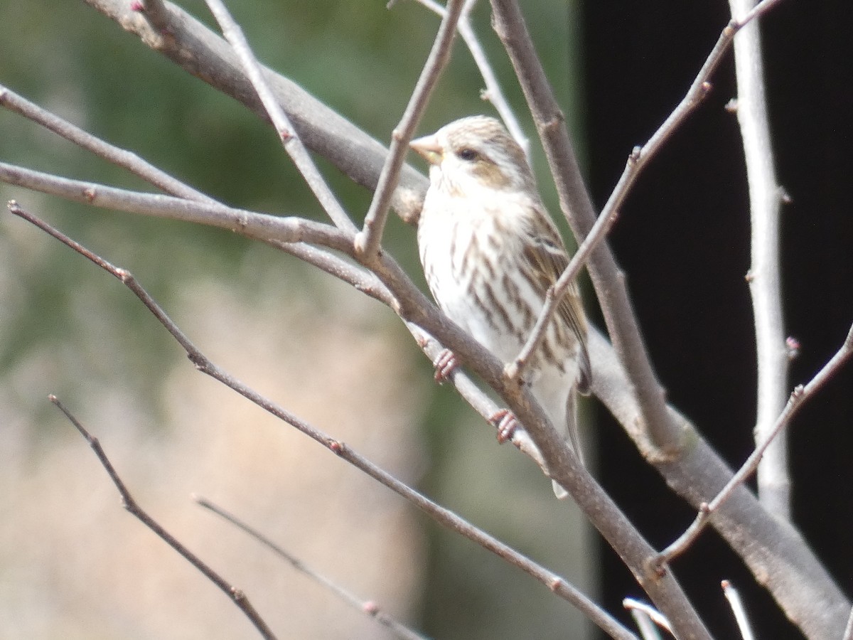 Purple Finch - ML616342545