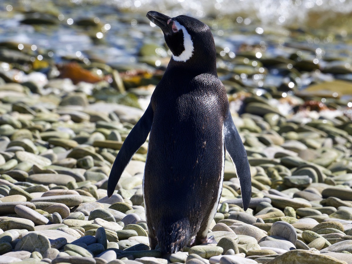 Magellanic Penguin - ML616342598