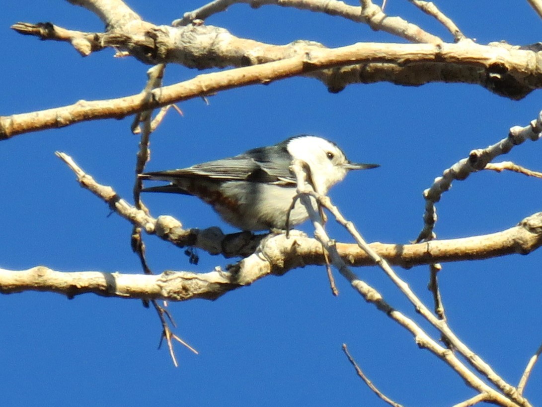 White-breasted Nuthatch - ML616342638