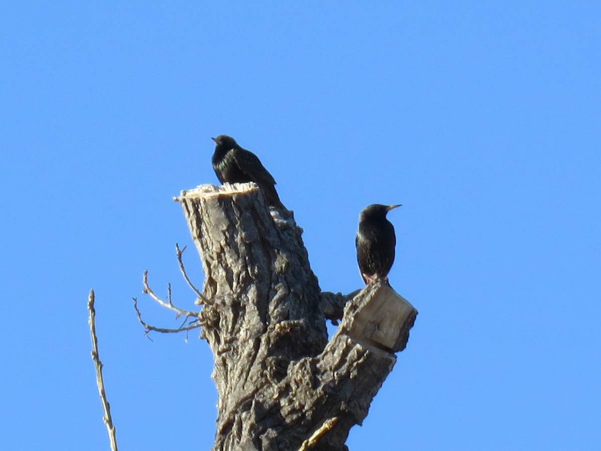 European Starling - ML616342677