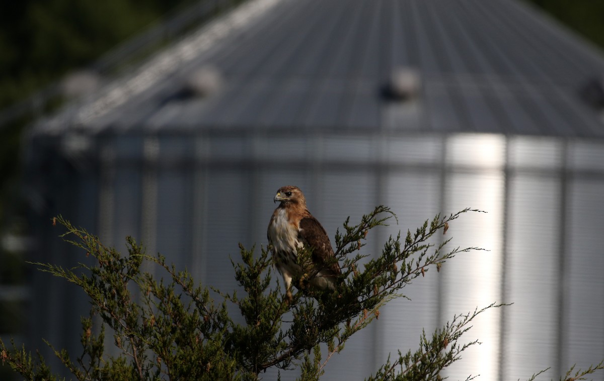 Red-tailed Hawk - ML616342694