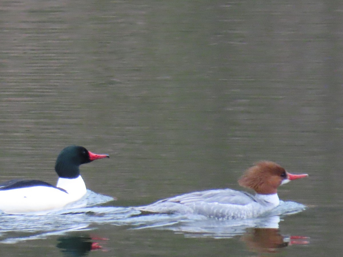 Common Merganser - ML616342705