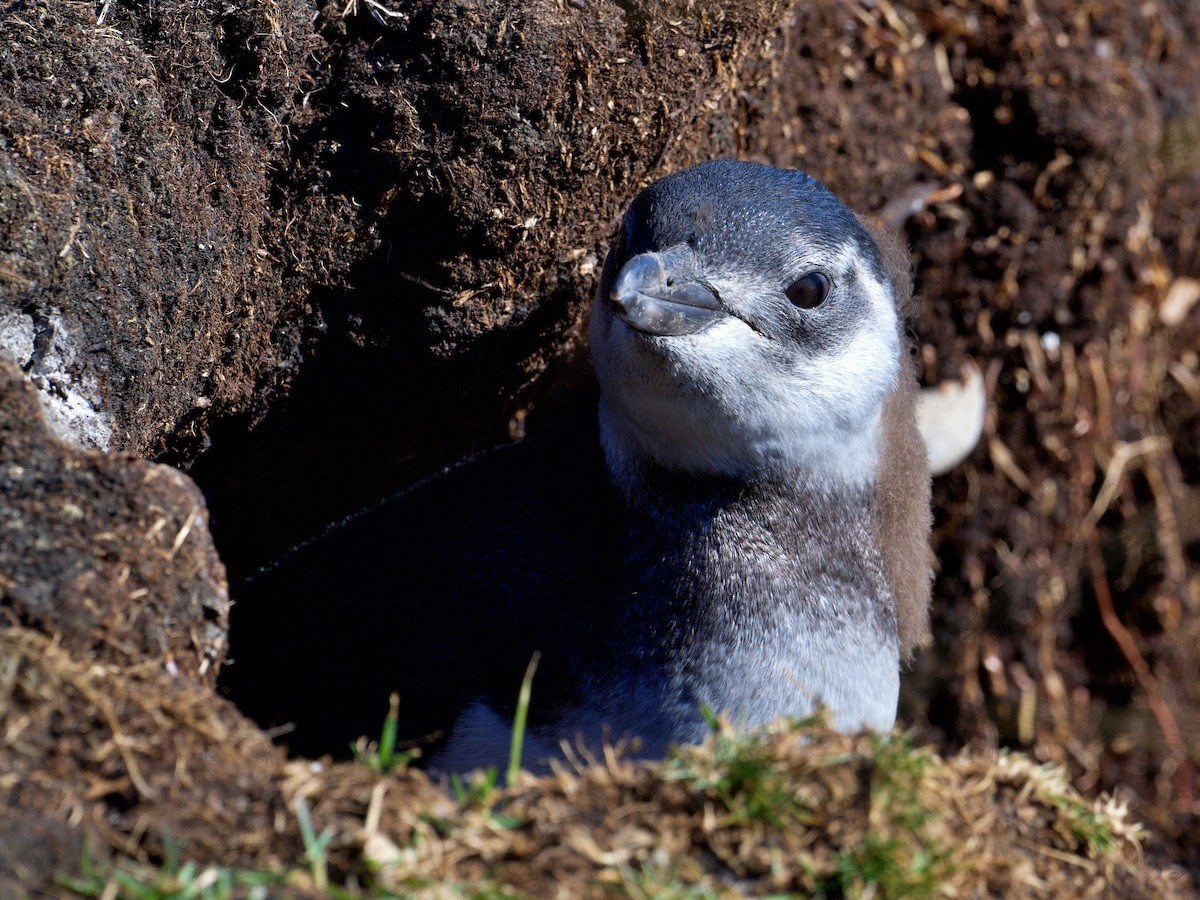 Magellanic Penguin - ML616342727