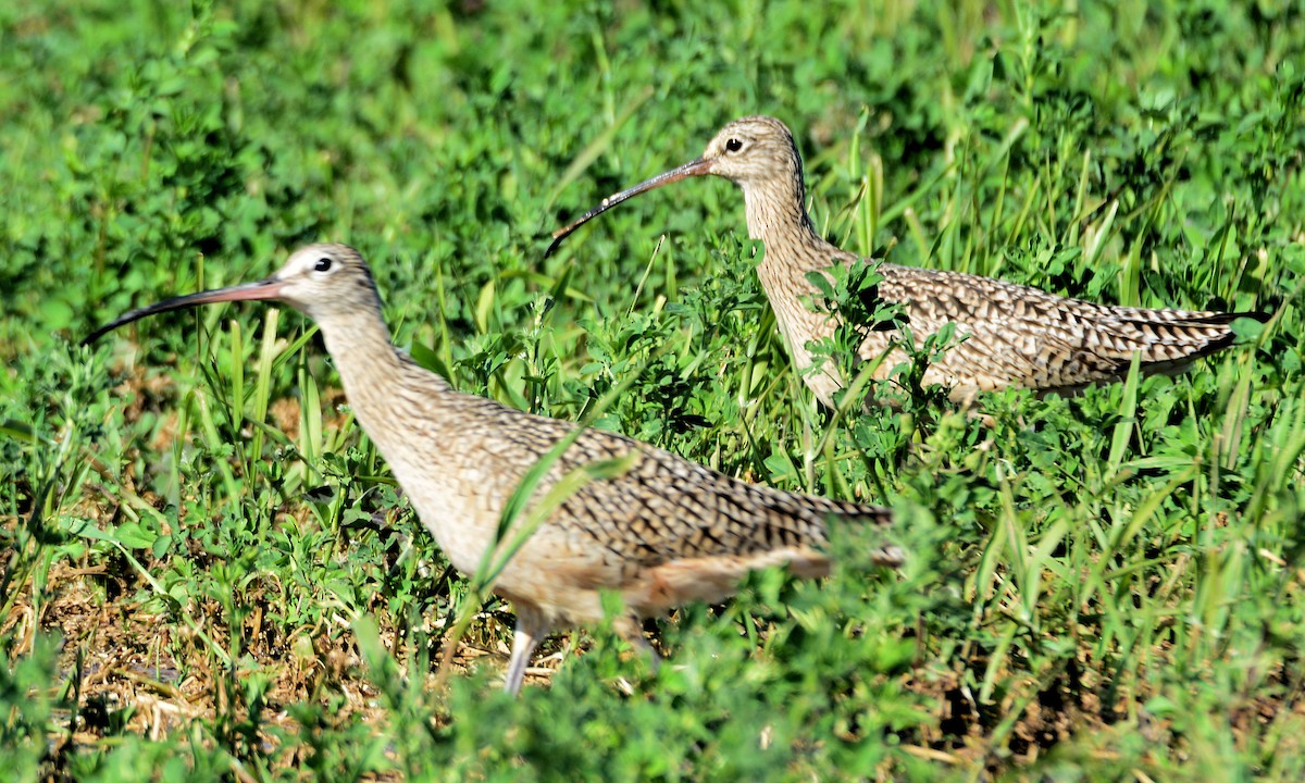 Long-billed Curlew - ML616342755
