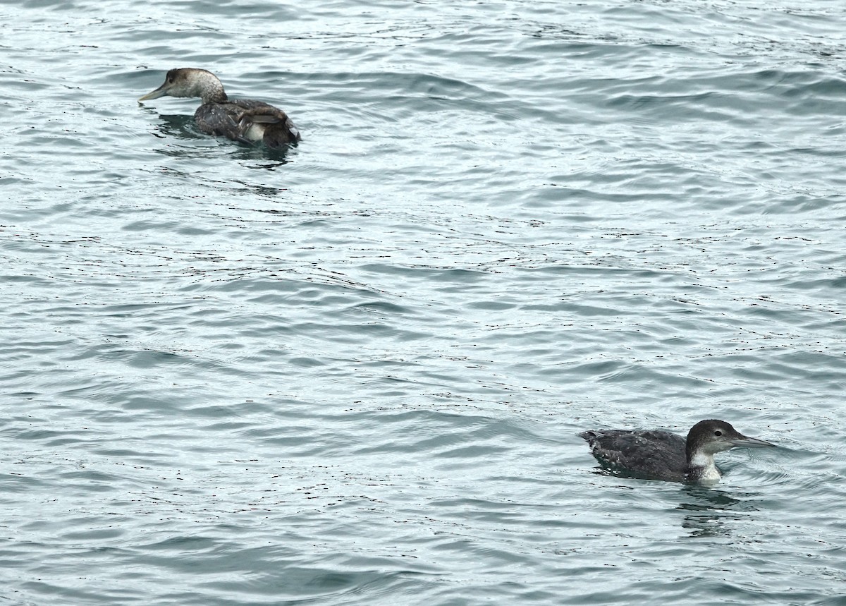 Yellow-billed Loon - ML616342756