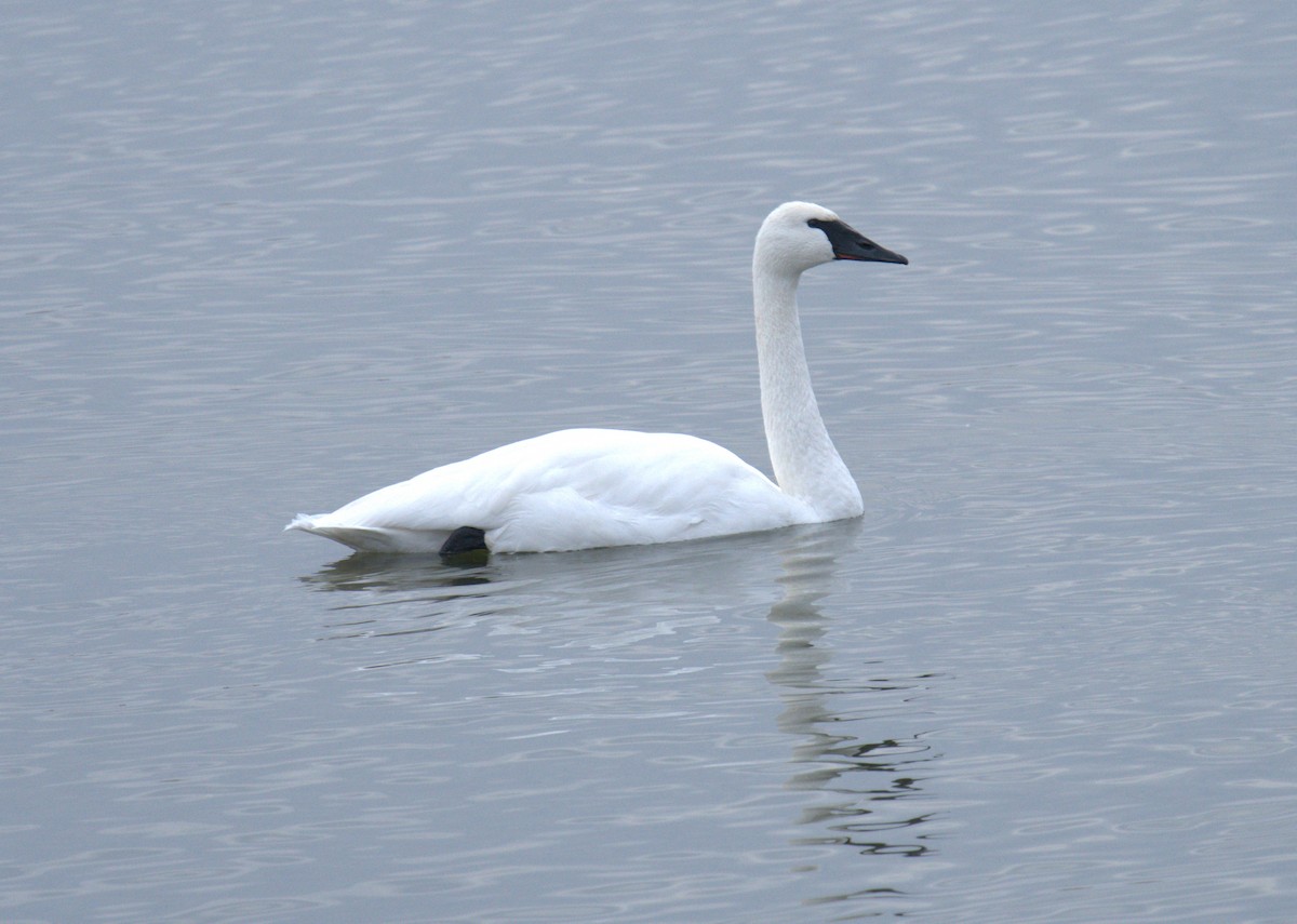 Trumpeter Swan - ML616342806