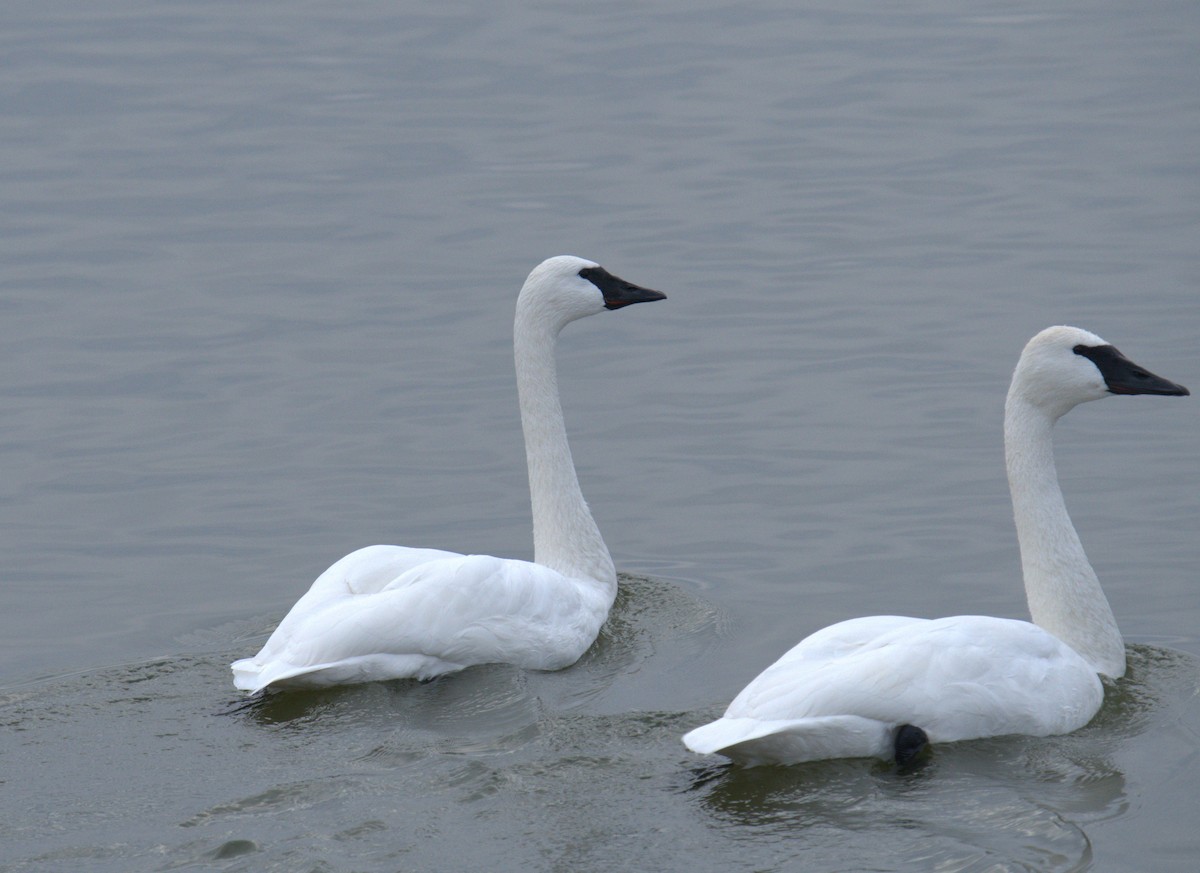 Trumpeter Swan - ML616342808