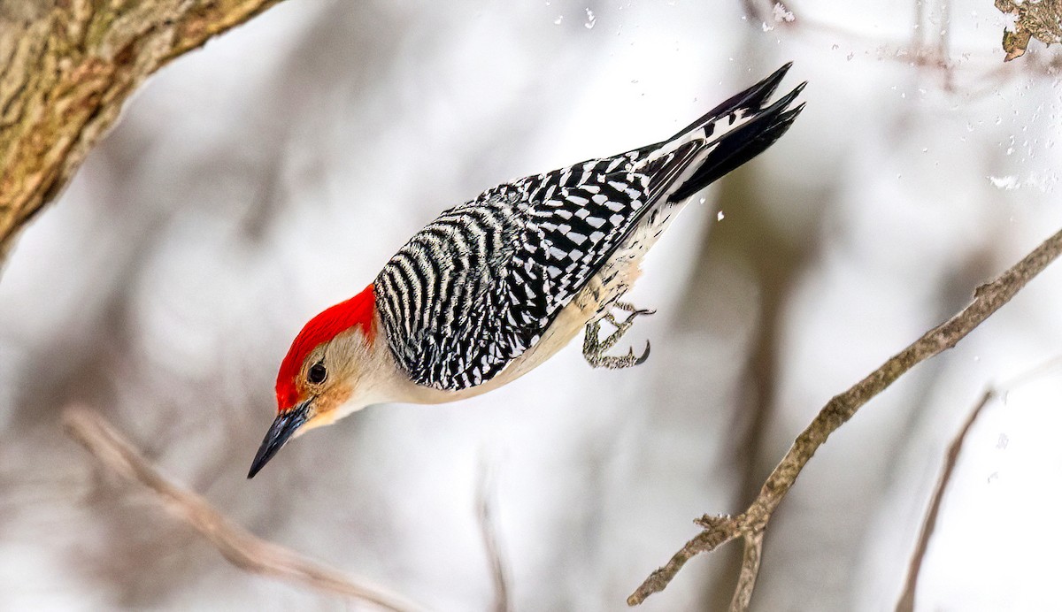 Red-bellied Woodpecker - ML616342869