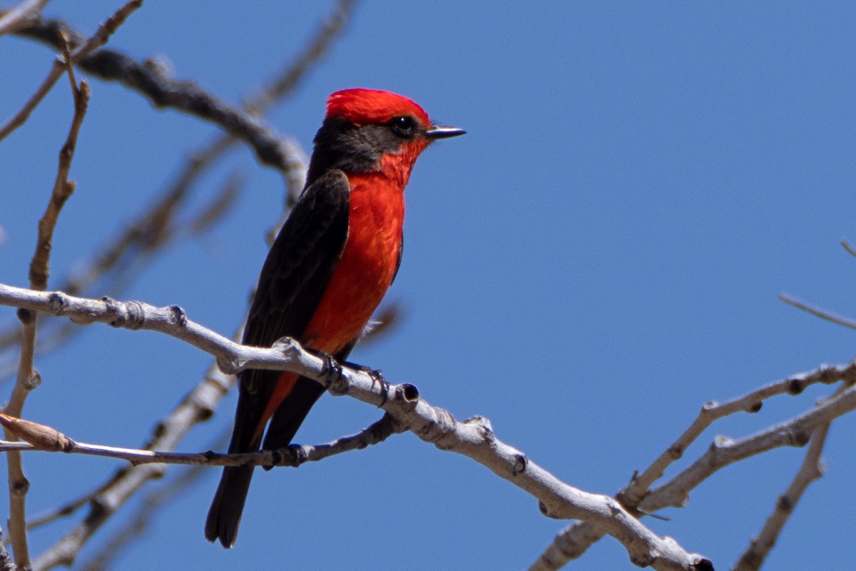 Vermilion Flycatcher - ML616342888