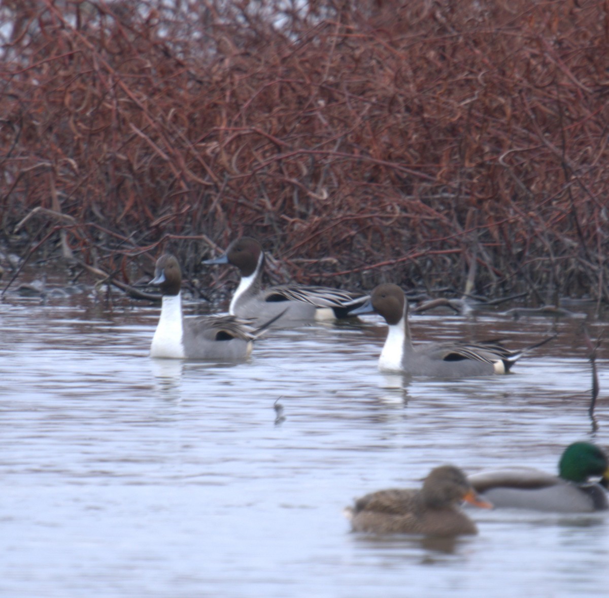 Northern Pintail - ML616342917