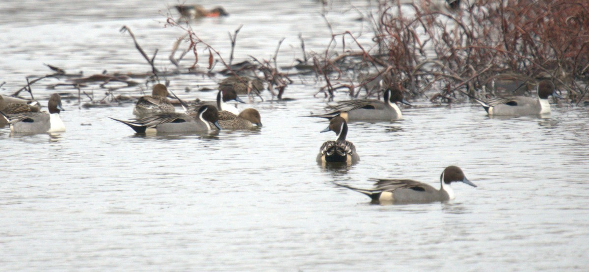 Northern Pintail - ML616342919