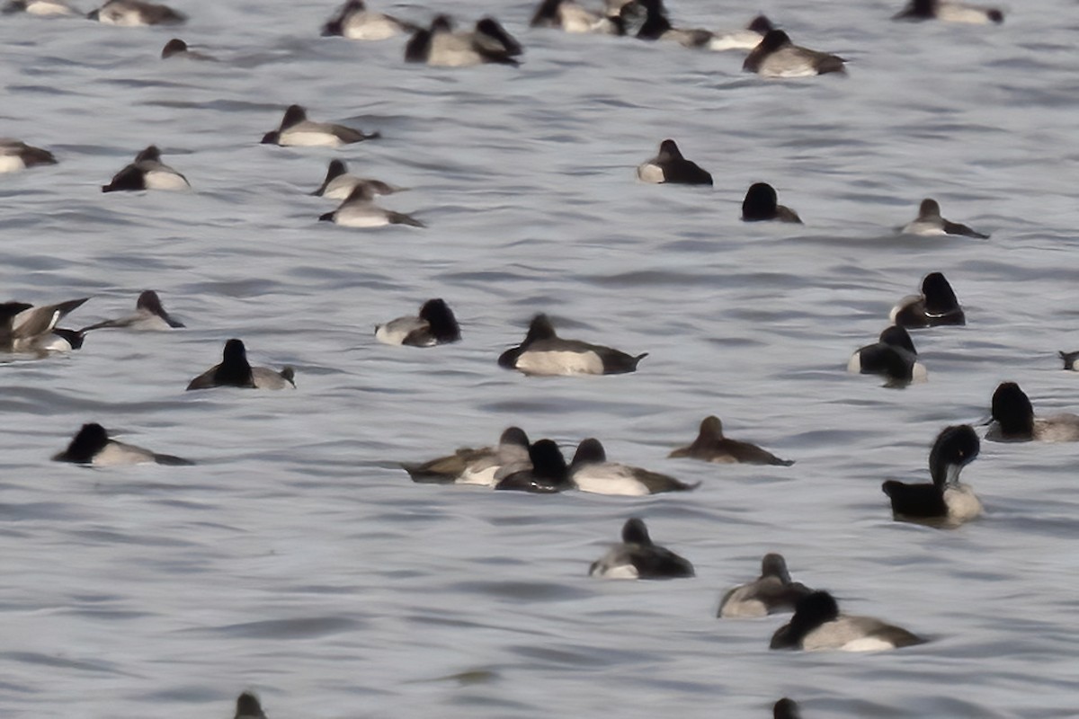 Ring-necked Duck x Greater Scaup (hybrid) - ML616342985