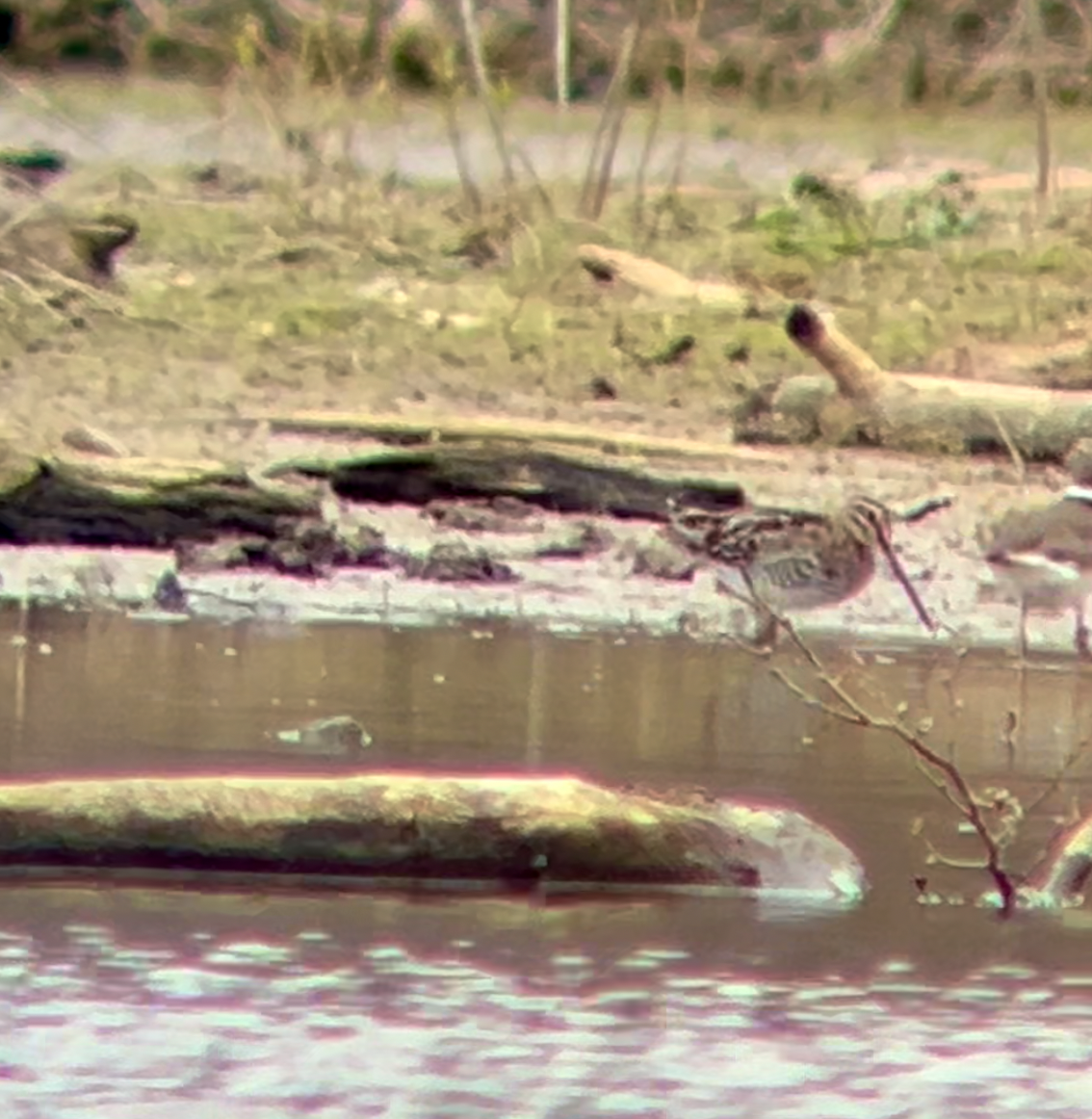 Wilson's Snipe - ML616343064