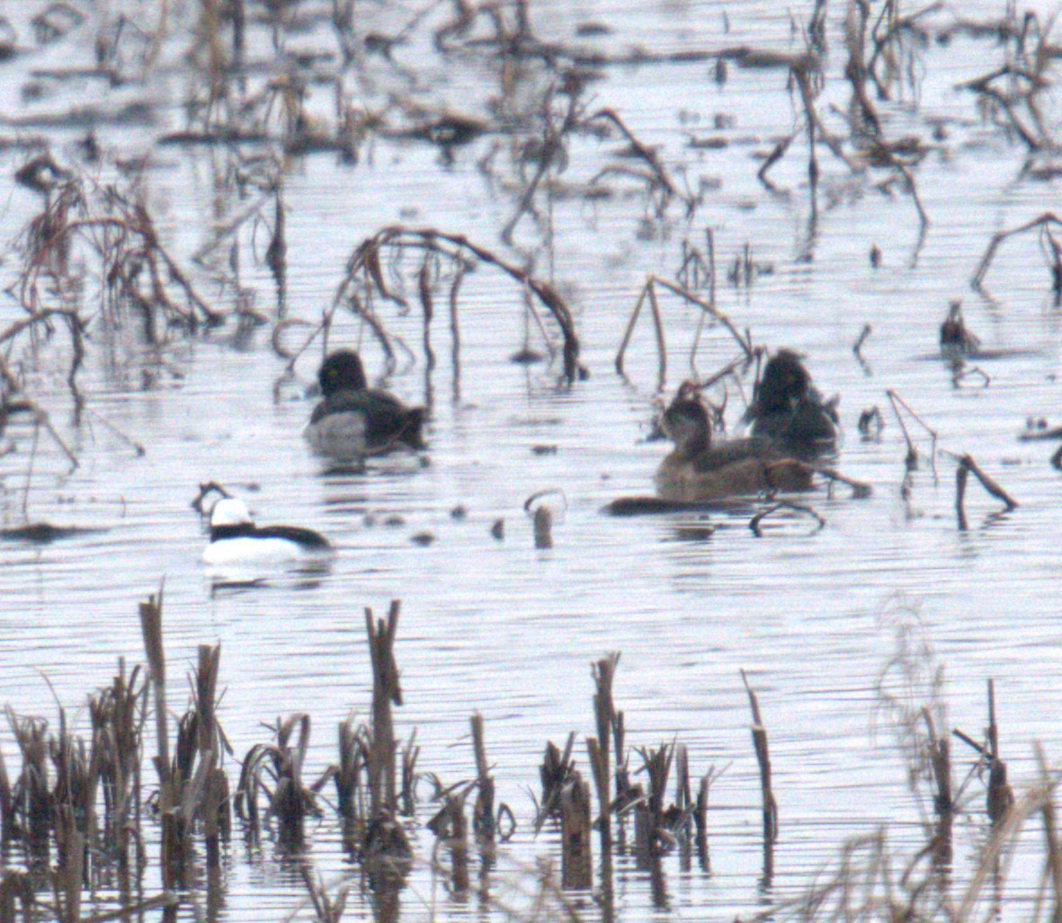 Ring-necked Duck - ML616343070