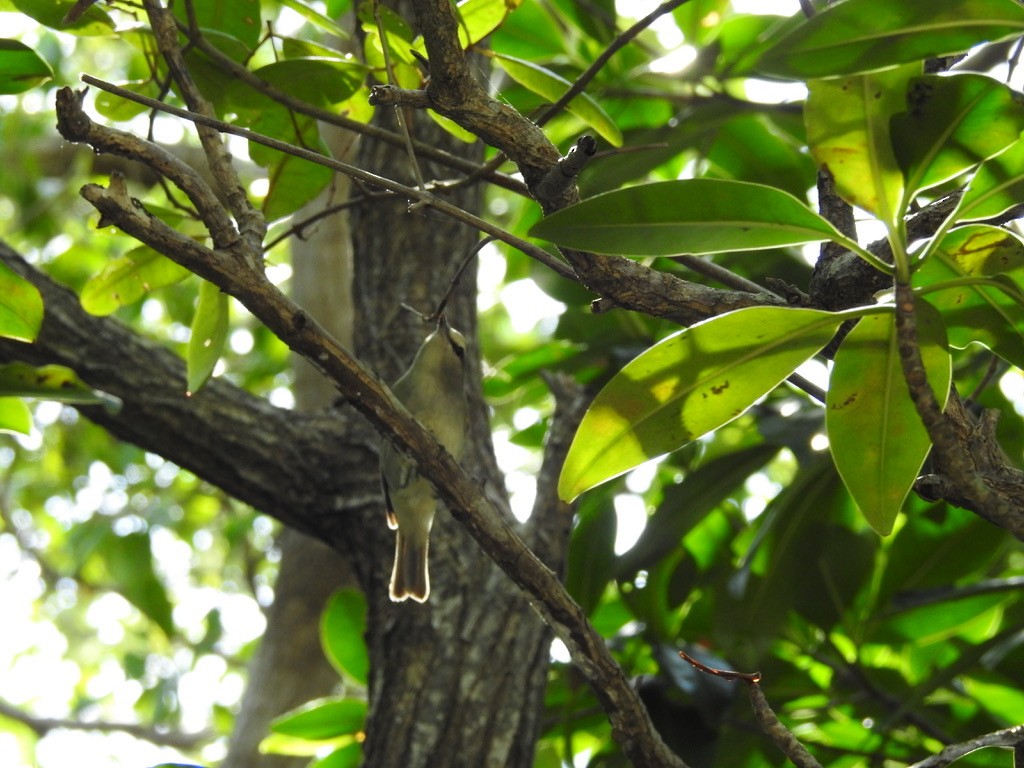 Yucatan Vireo - ML616343389