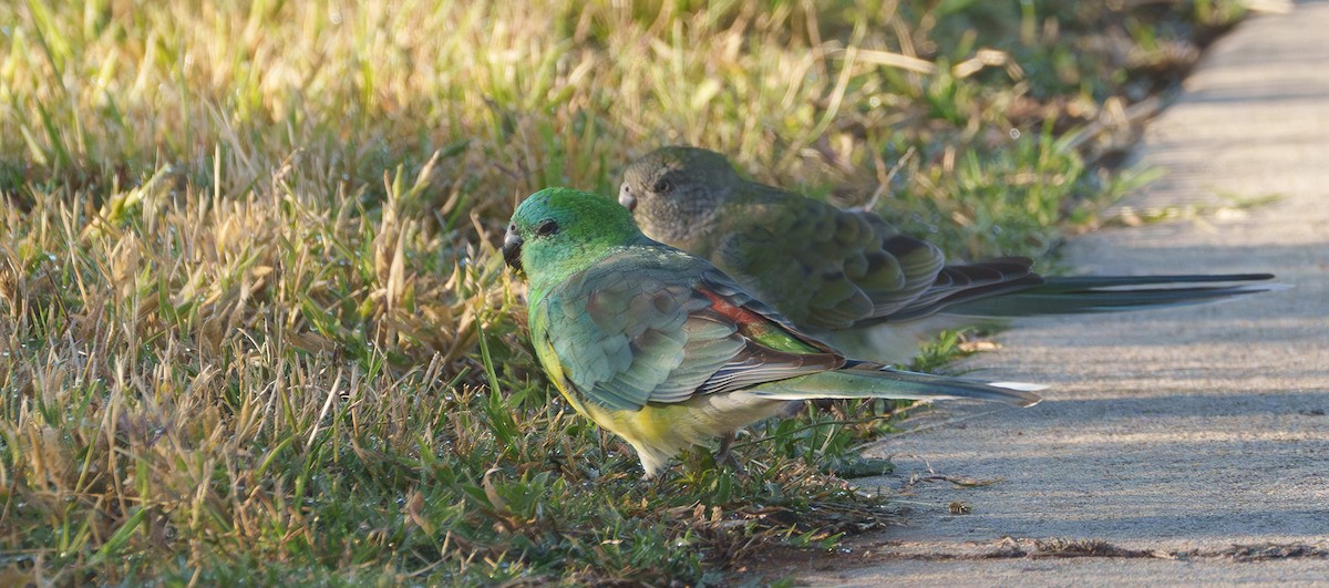 Red-rumped Parrot - ML616343399