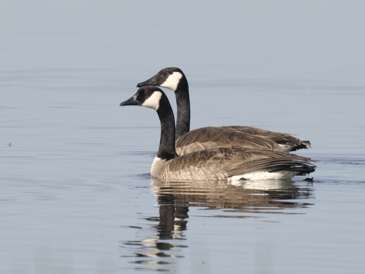 Canada Goose - ML616343407