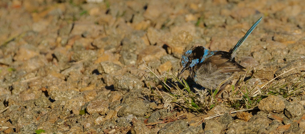 Superb Fairywren - ML616343408