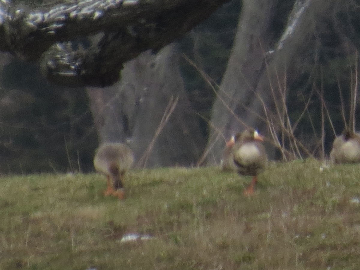 Greater White-fronted Goose - ML616343429