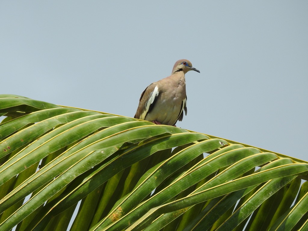 White-winged Dove - ML616343432