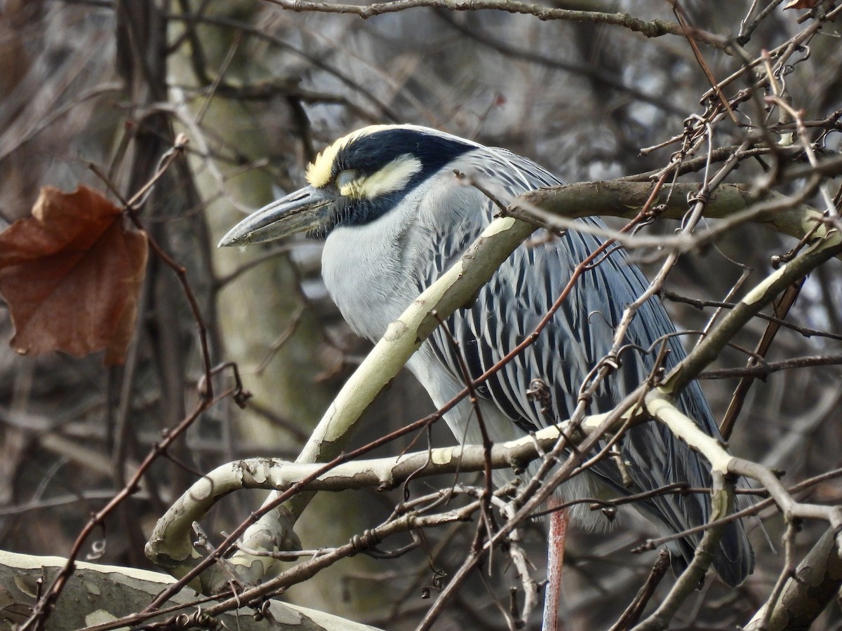 Yellow-crowned Night Heron - Keith Eric Costley