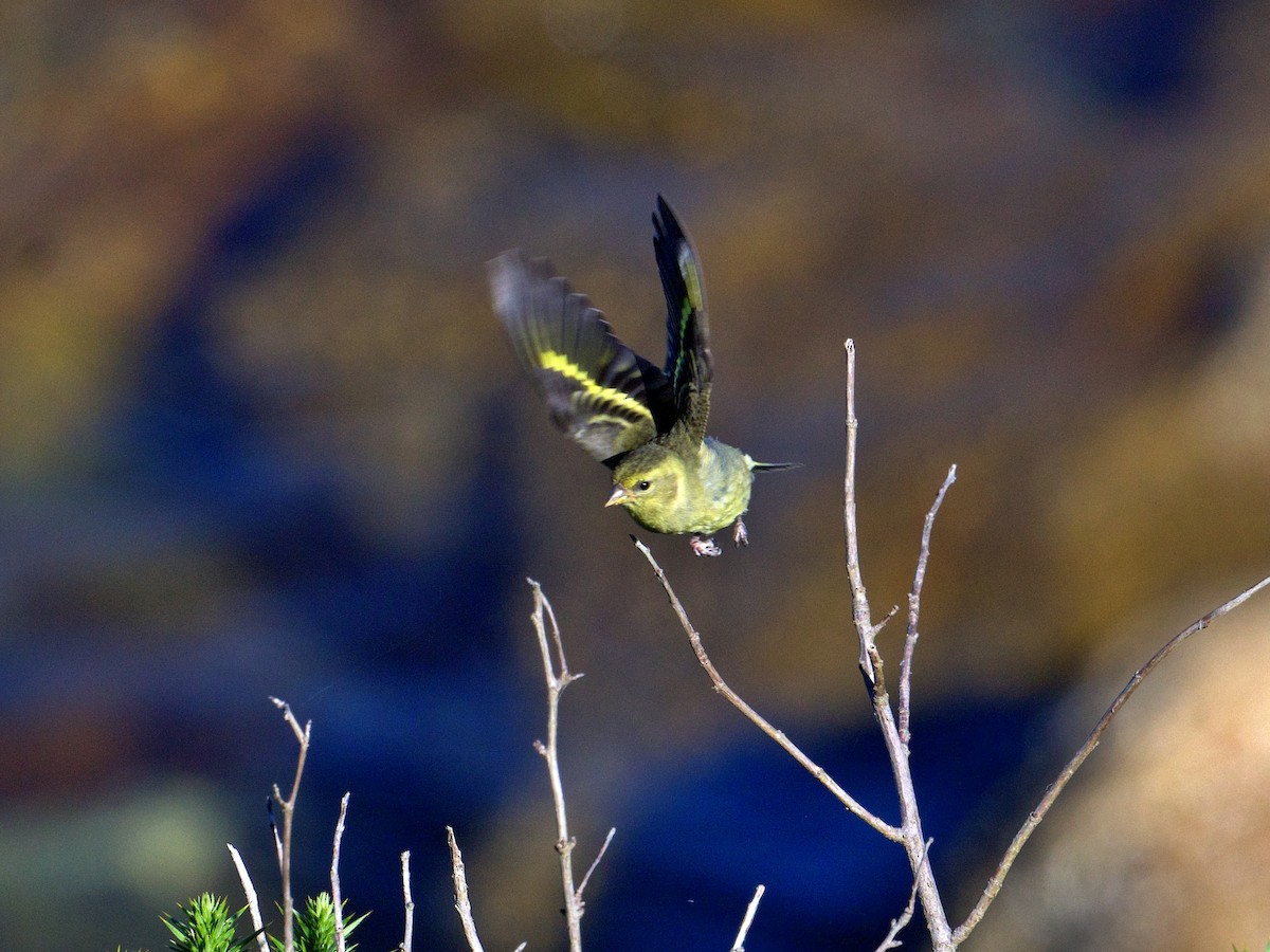 Black-chinned Siskin - ML616343598