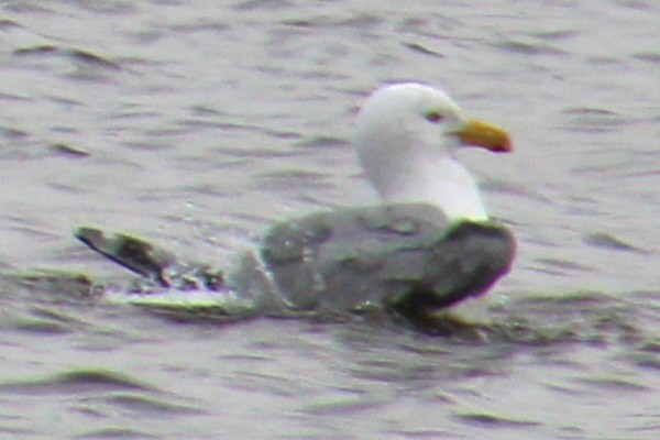 Gaviota Argéntea (americana) - ML616343644