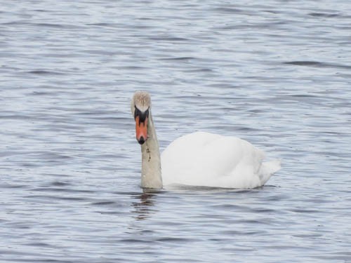 Mute Swan - ML616343645