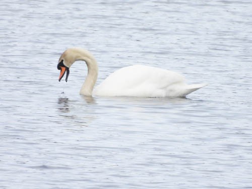 Mute Swan - ML616343647