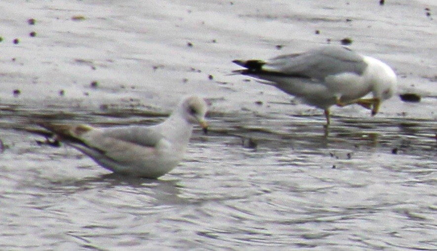 Ring-billed Gull - ML616343649