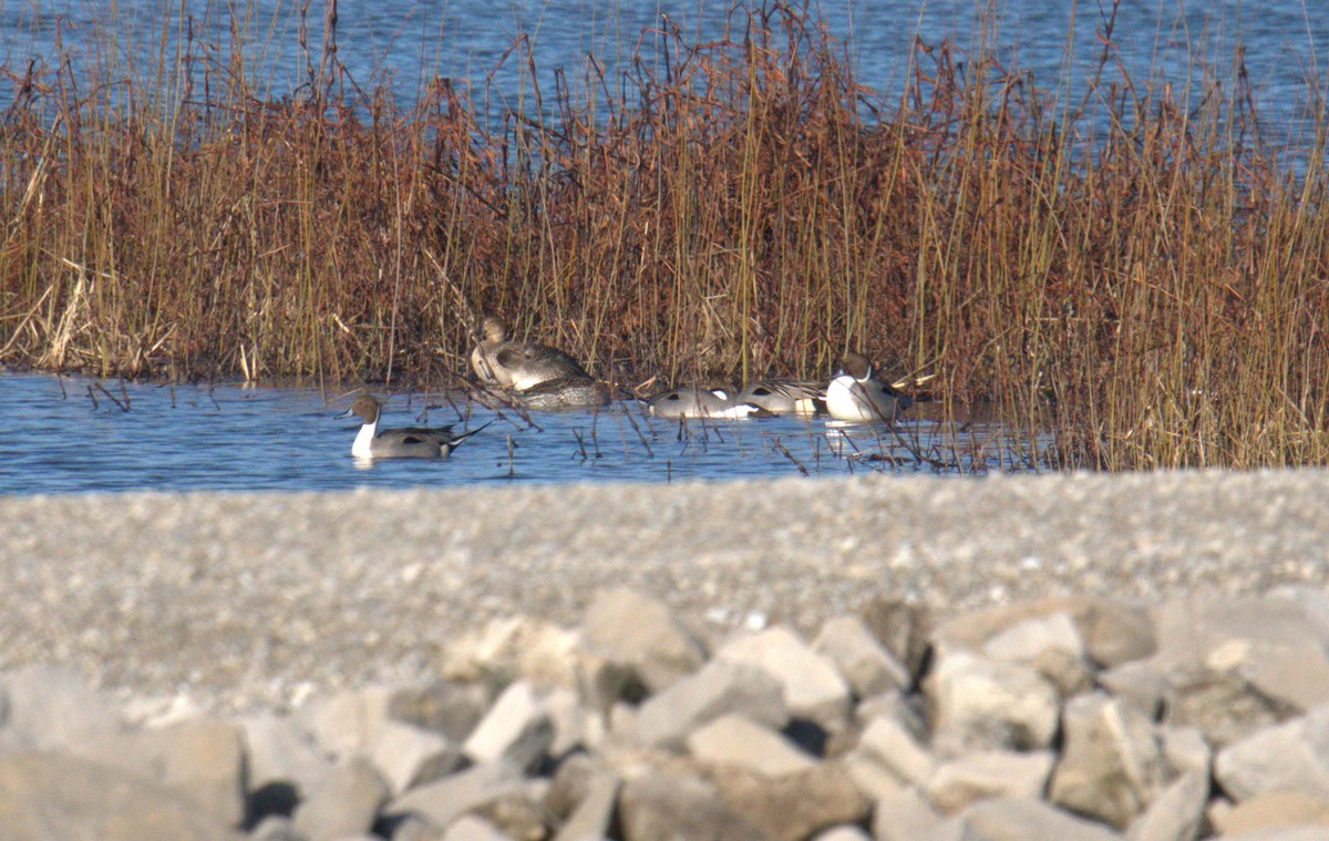 Northern Pintail - ML616343725