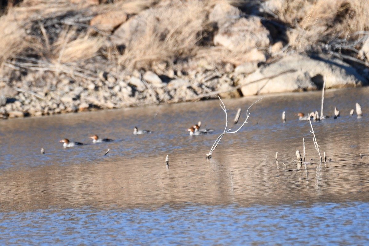 Common Merganser - ML616343729