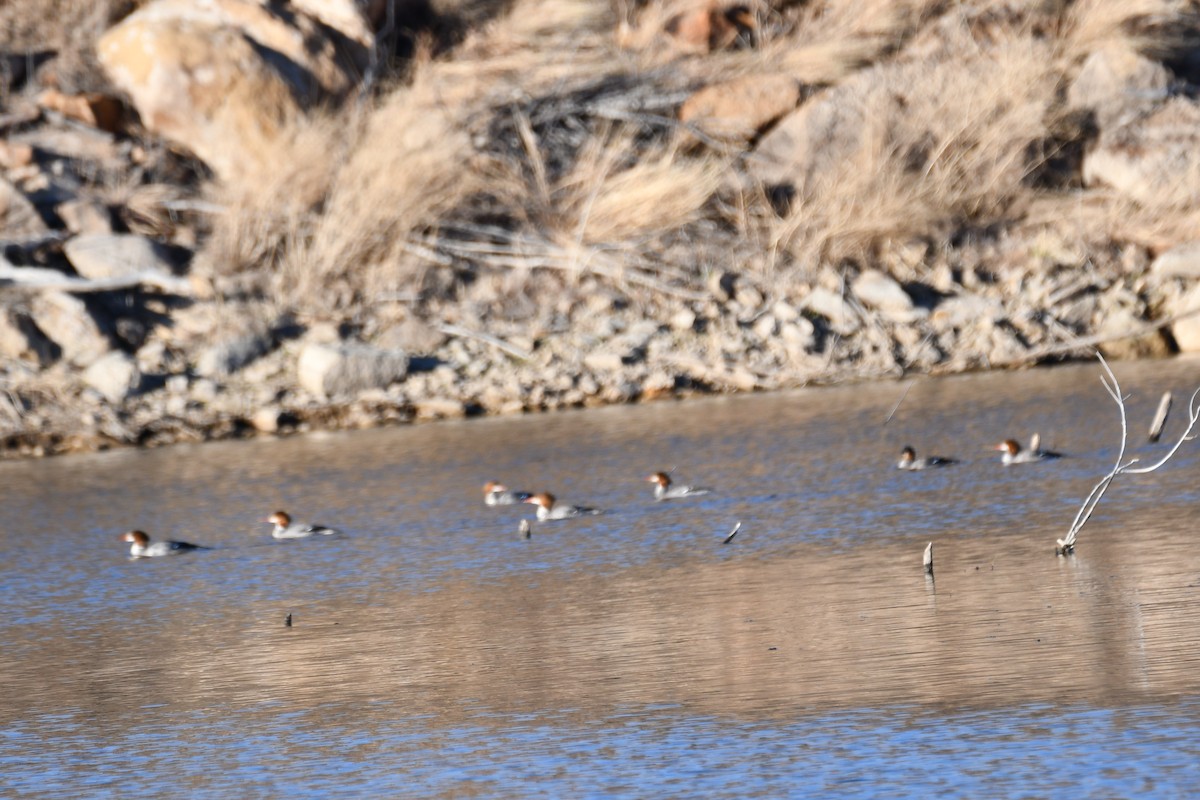 Common Merganser - ML616343731