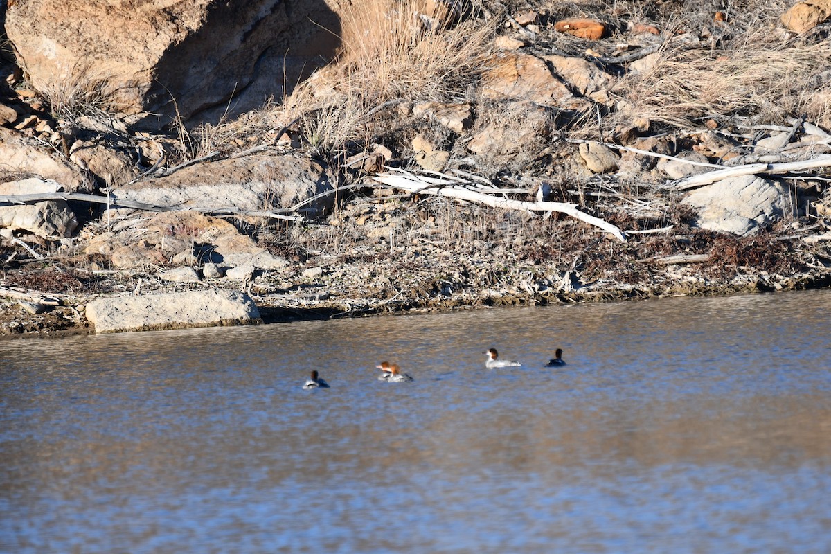 Common Merganser - ML616343735