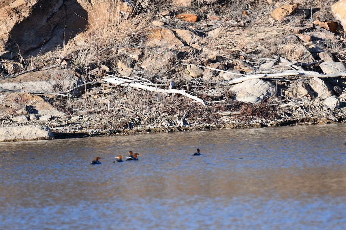 Common Merganser - ML616343737