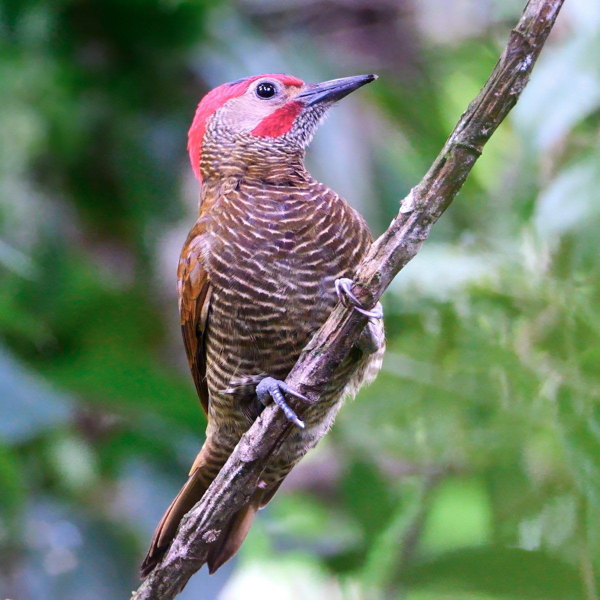 Golden-olive Woodpecker - ML616343757