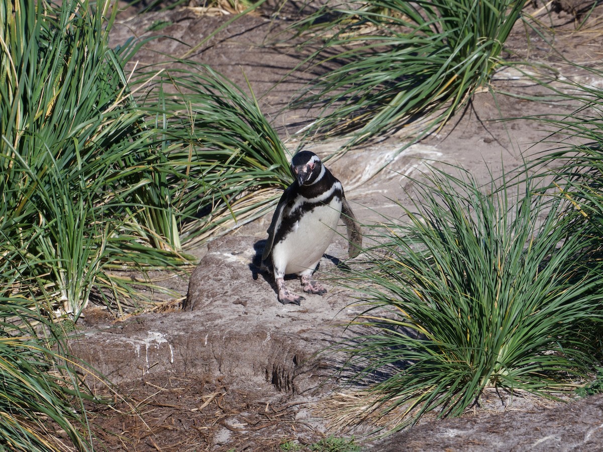 Magellanic Penguin - ML616343766