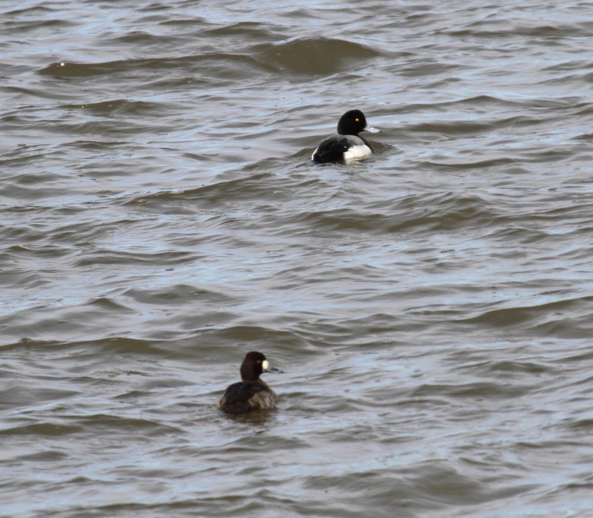 Greater Scaup - ML616343796