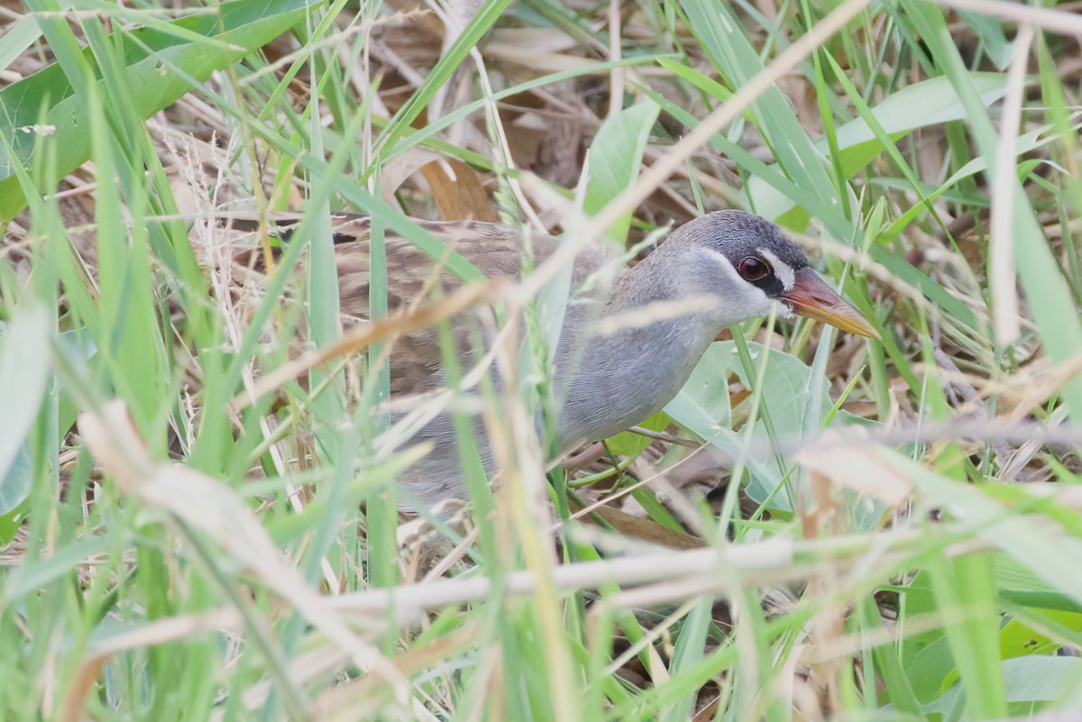 White-browed Crake - ML616343828